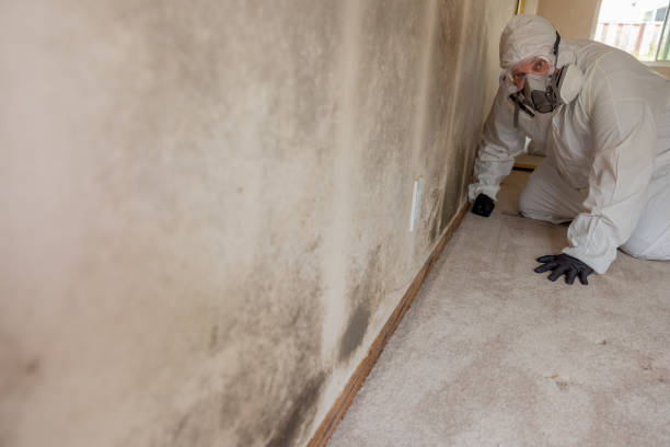 Best Black Mold Removal  in Orange Blossom, CA